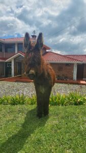 About us balcony to cotopaxi inn ecuador farm1