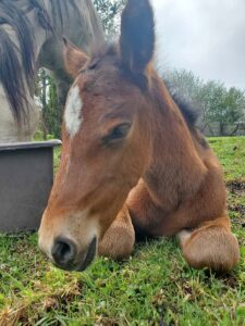 About us balcony to cotopaxi inn ecuador farm2