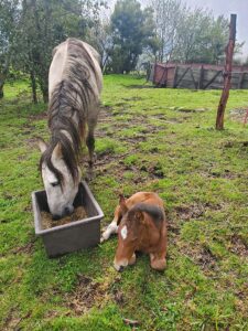About us balcony to cotopaxi inn ecuador farm3