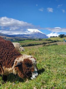 About us balcony to cotopaxi inn ecuador farm6