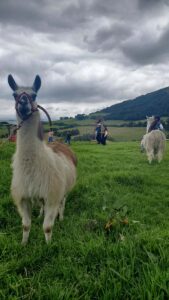 About us balcony to cotopaxi inn ecuador farm7