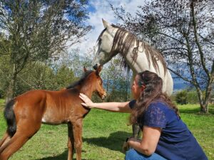 About us balcony to cotopaxi inn ecuador horses5