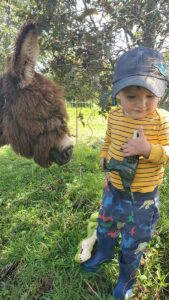 Appreciation farm balcony to cotopaxi inn ecuador farm11