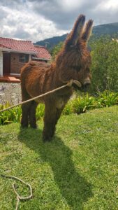 Appreciation farm balcony to cotopaxi inn ecuador farm12