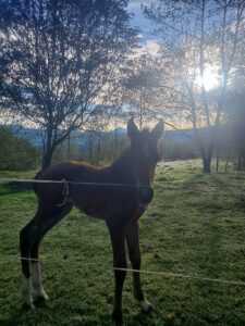 Appreciation farm balcony to cotopaxi inn ecuador farm13